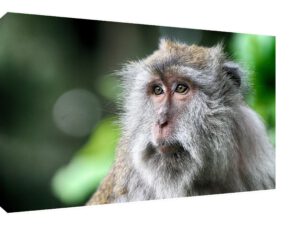 Leinwand Bild und Rahmen Affe Bali Wildlife Portrait